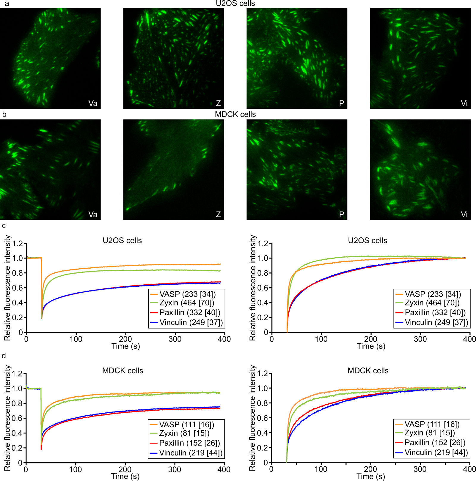 Dynamics and distribution of paxillin, vinculin, zyxin and VASP depend on focal  adhesion location and orientation | Scientific Reports