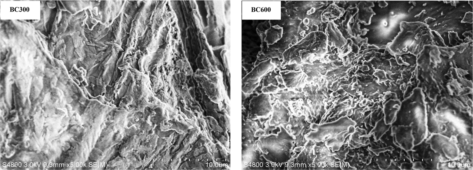 Potential of Punica granatum biochar to adsorb Cu(II) in soil | Scientific  Reports