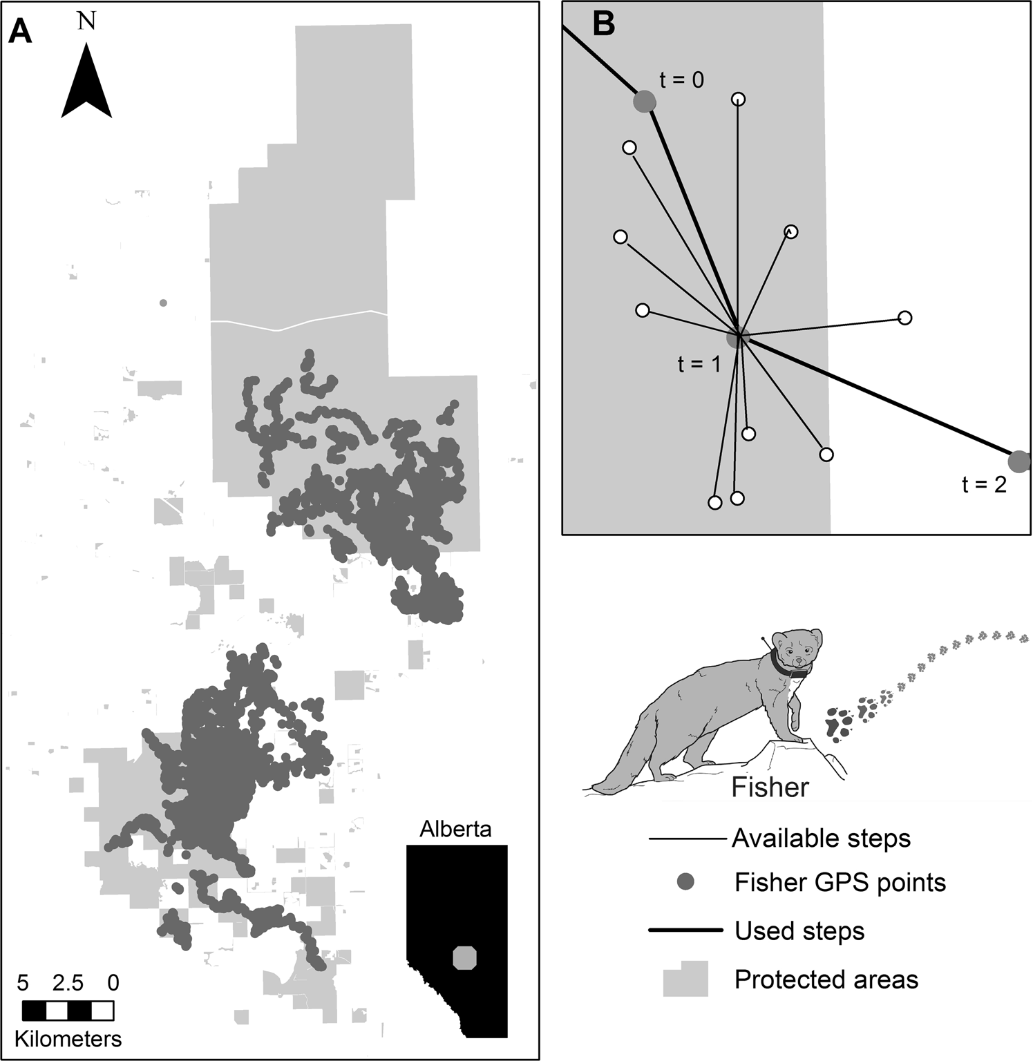 Corridors best facilitate functional connectivity across a protected area  network | Scientific Reports