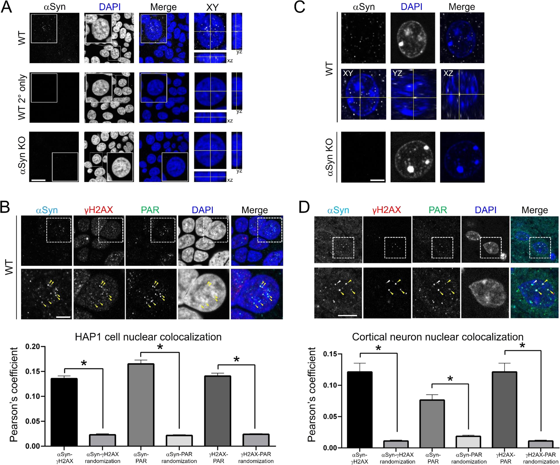 Alpha Synuclein Is A Dna Binding Protein That Modulates Dna