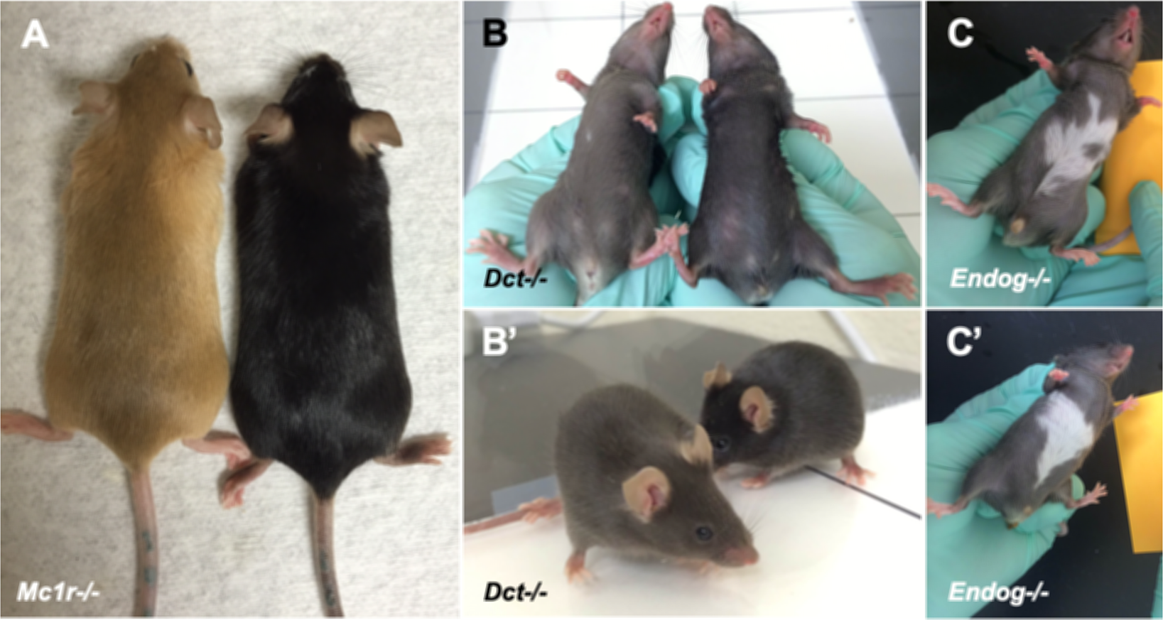 Knockout Mice Fact Sheet