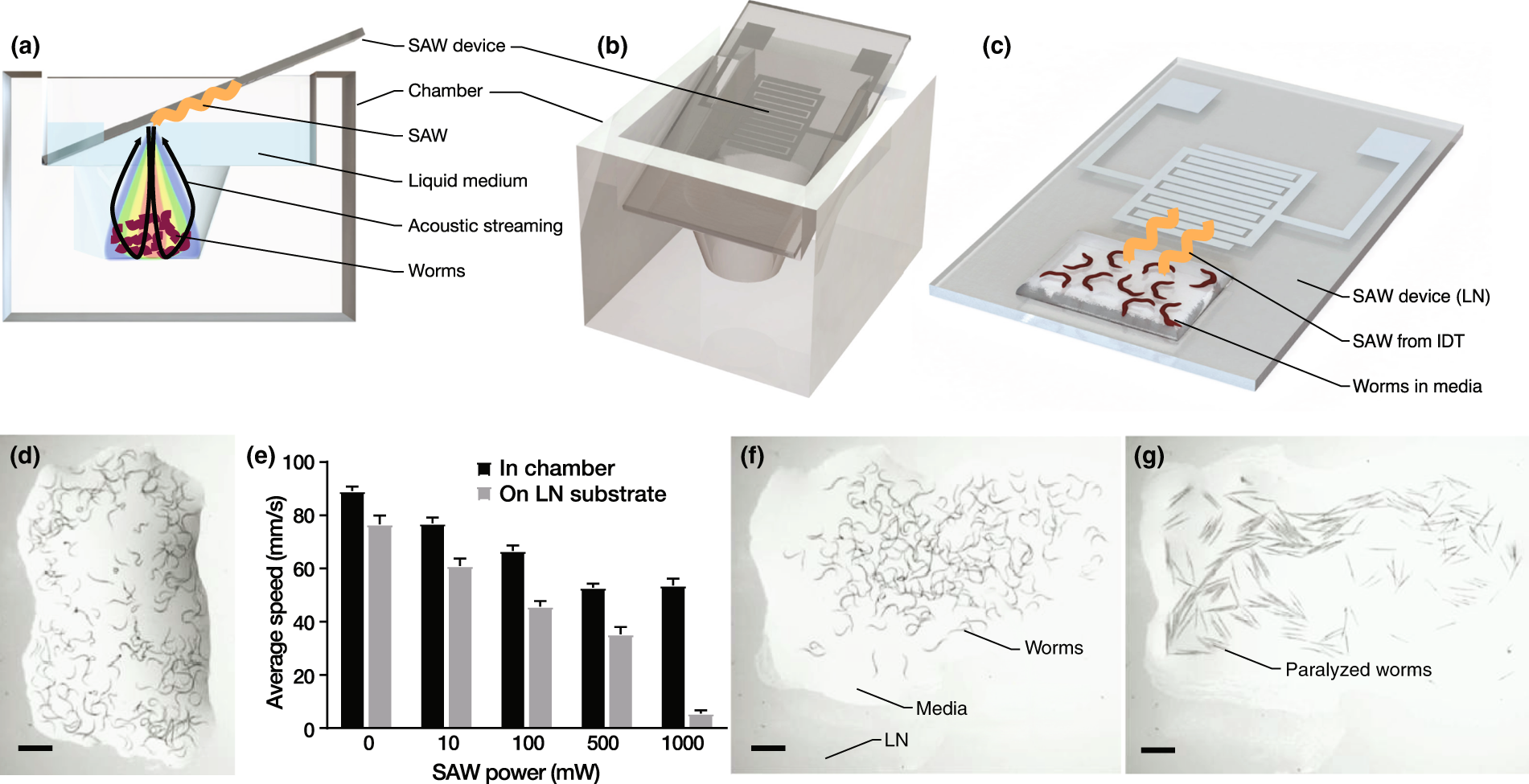 Inducing Mild Traumatic Brain Injury In C Elegans Via Cavitation