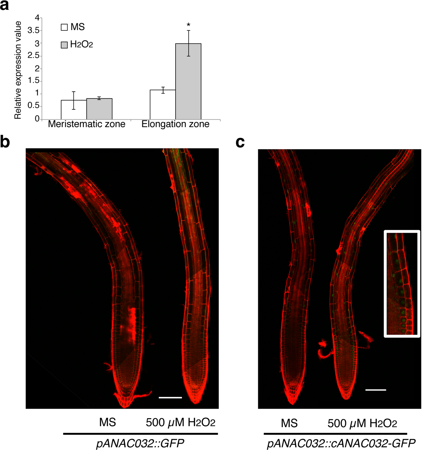 root growth MYB30 the gene ANAC032 regulates through ...