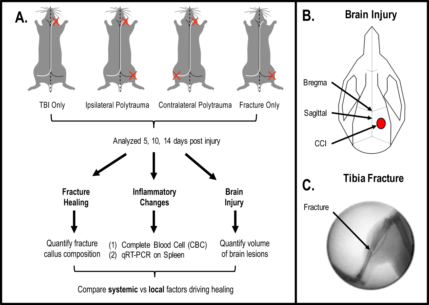 Differential fracture response to traumatic brain injury suggests dominance  of neuroinflammatory response in polytrauma | Scientific Reports