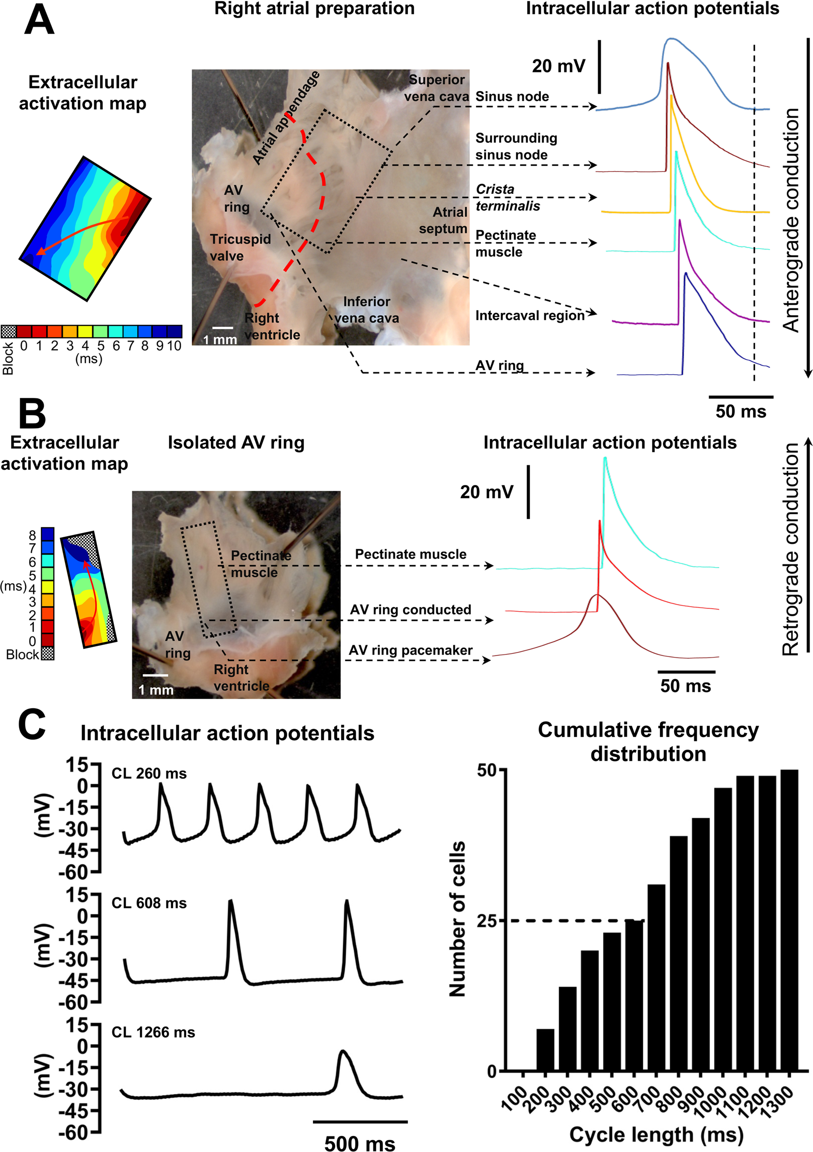 Sinus node-like pacemaker mechanisms regulate ectopic pacemaker activity in  the adult rat atrioventricular ring | Scientific Reports