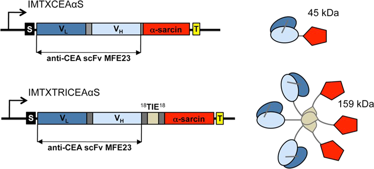 A Novel Carcinoembryonic Antigen Cea Targeted Trimeric