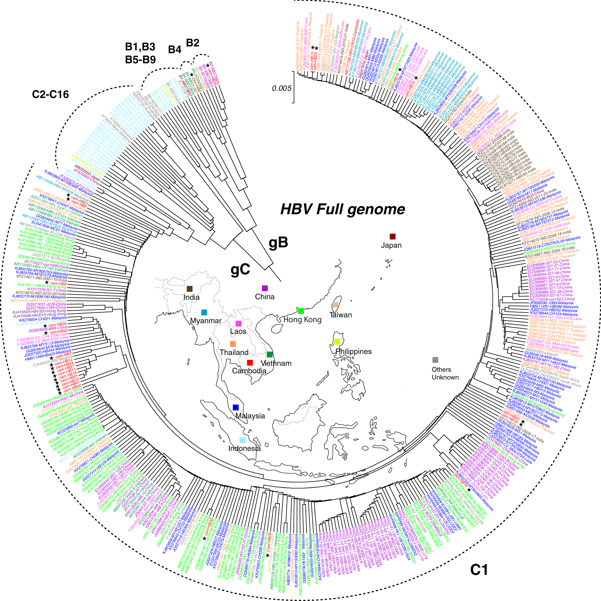 High possibility of hepatocarcinogenesis in HBV genotype C1 