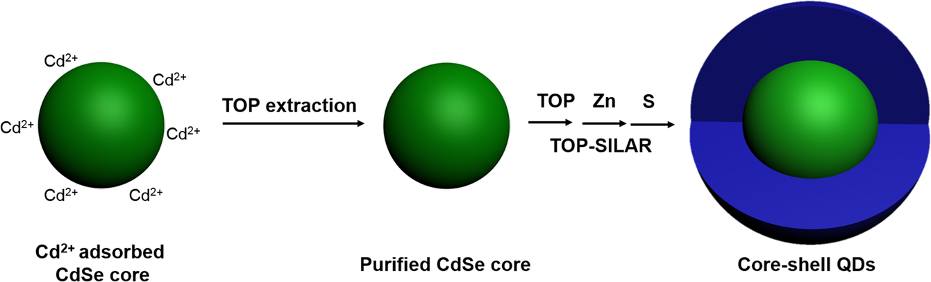 A Facile Route To Synthesize Cdse Zns Thick Shell Quantum Dots With Precisely Controlled Green Emission Properties Towards Qds Based Led Applications Scientific Reports A Facile Route To Synthesize Cdse Zns Thick Shell Quantum Dots With Precisely Controlled Green Emission Properties Towards Qds Based Led Applications Scientific Reports
