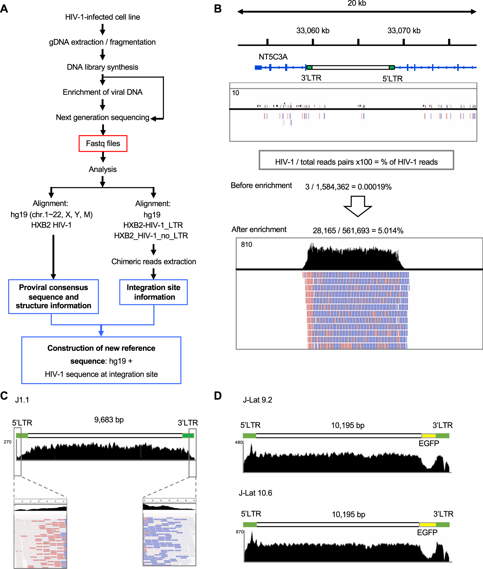 Invitrogen™ ADN Cot-1™ humain