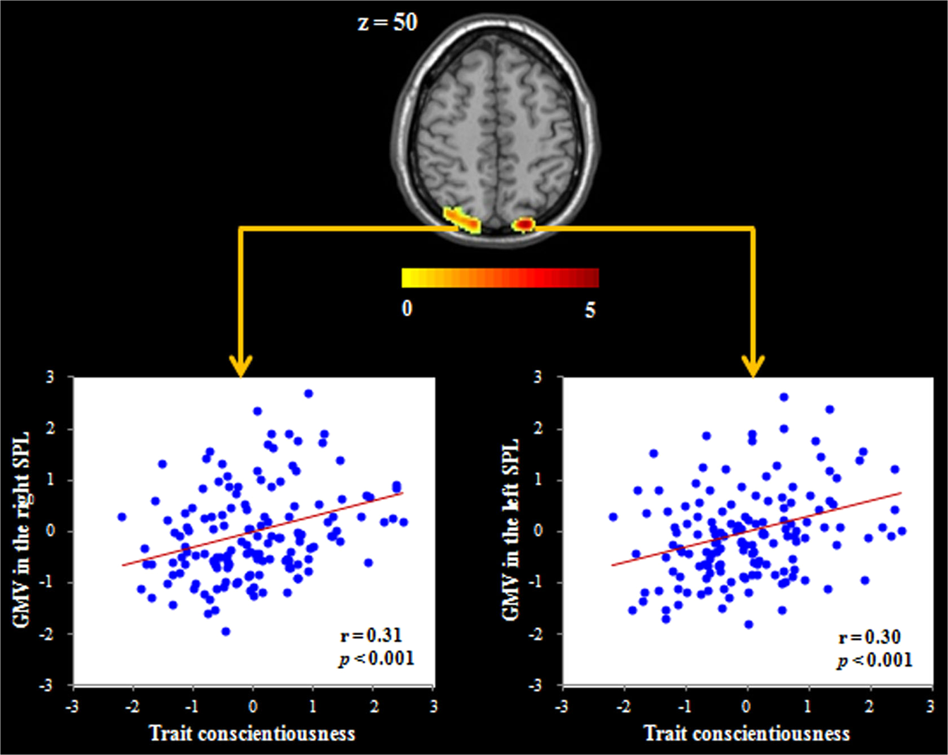 Brain Structure Links Trait Conscientiousness To Academic Performance Scientific Reports