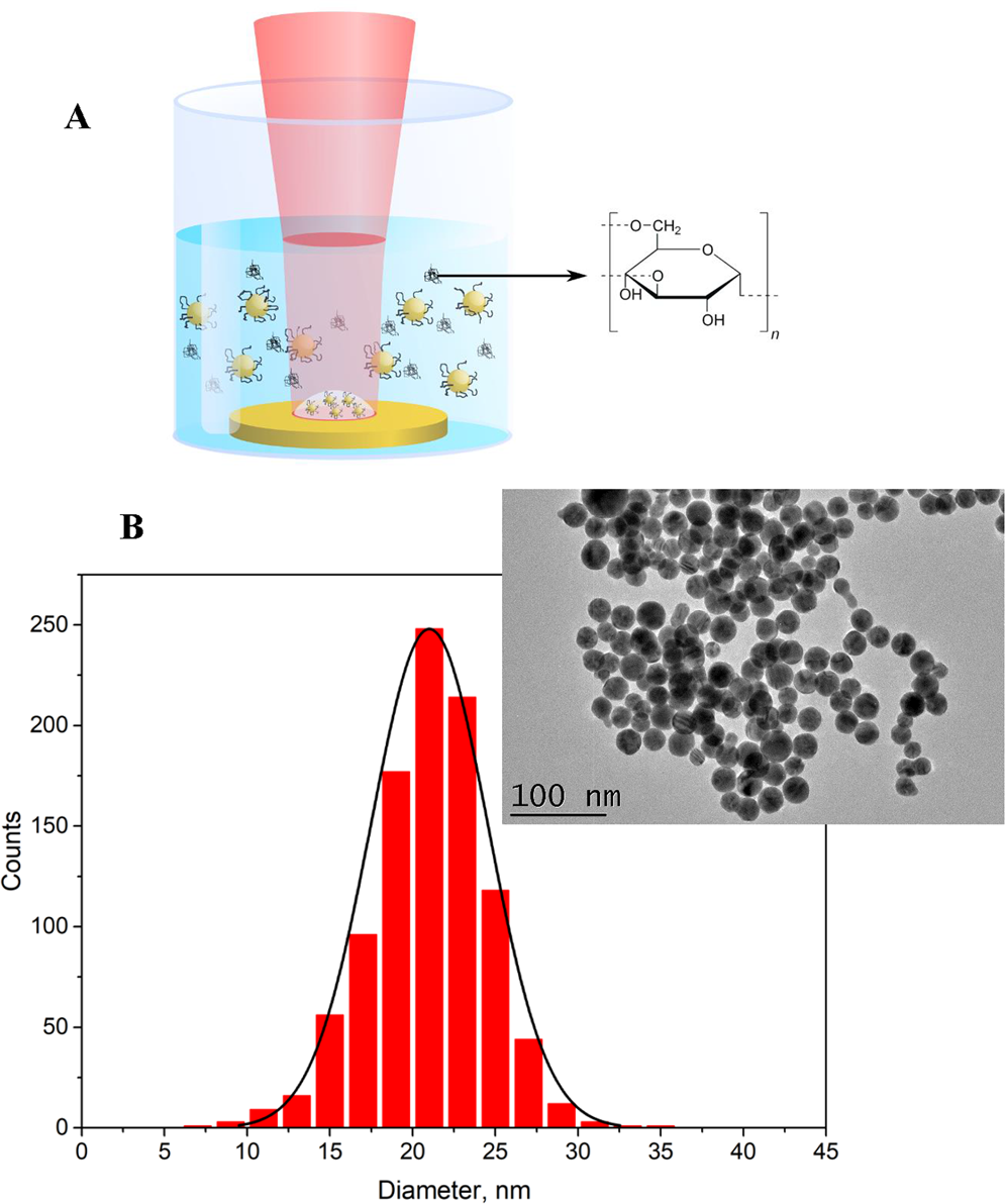 In Vivo Evaluation Of Safety Biodistribution And Pharmacokinetics Of Laser Synthesized Gold Nanoparticles Scientific Reports