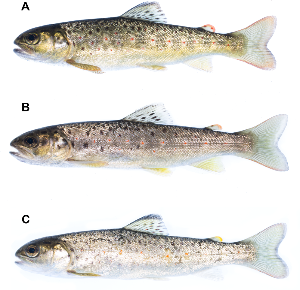 The influence of initial developmental status on the life-history of sea  trout (Salmo trutta)