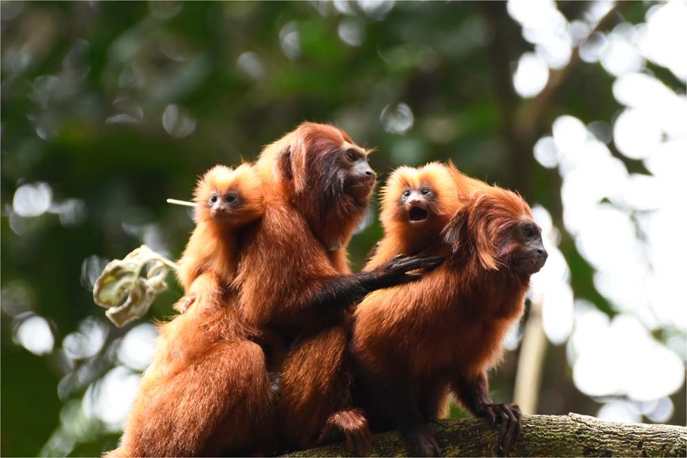 Black howler monkey  Smithsonian's National Zoo and Conservation