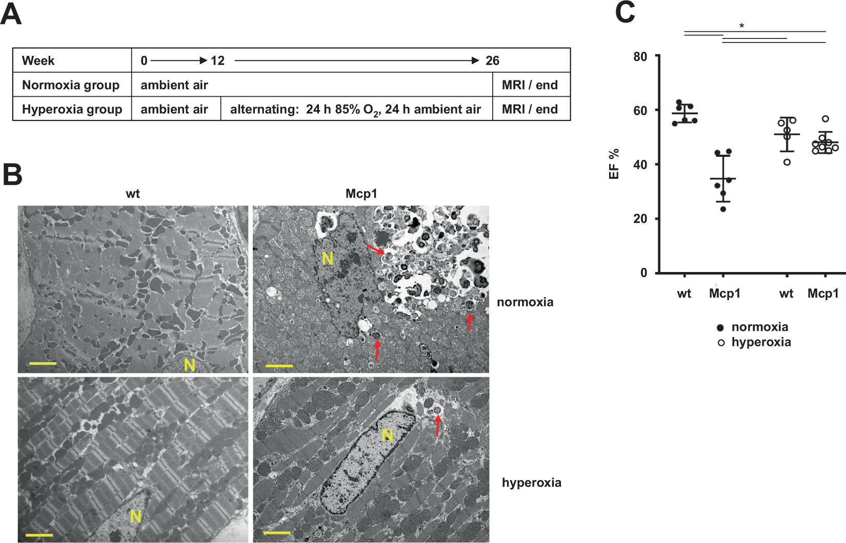 Hyperoxia but not AOX expression mitigates pathological cardiac remodeling  in a mouse model of inflammatory cardiomyopathy | Scientific Reports