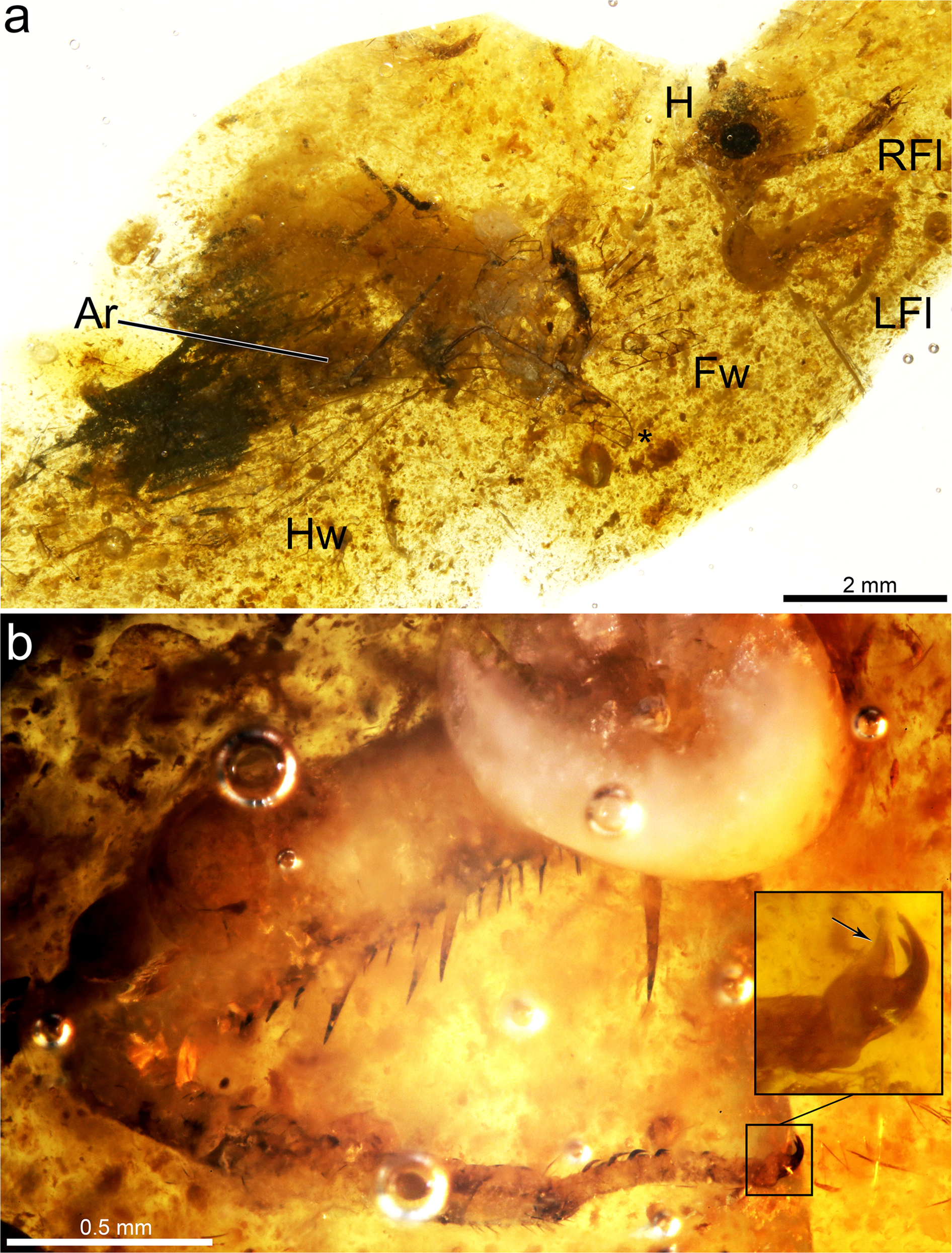 A mantidfly in Cretaceous Spanish amber provides insights into the  evolution of integumentary specialisations on the raptorial foreleg |  Scientific Reports