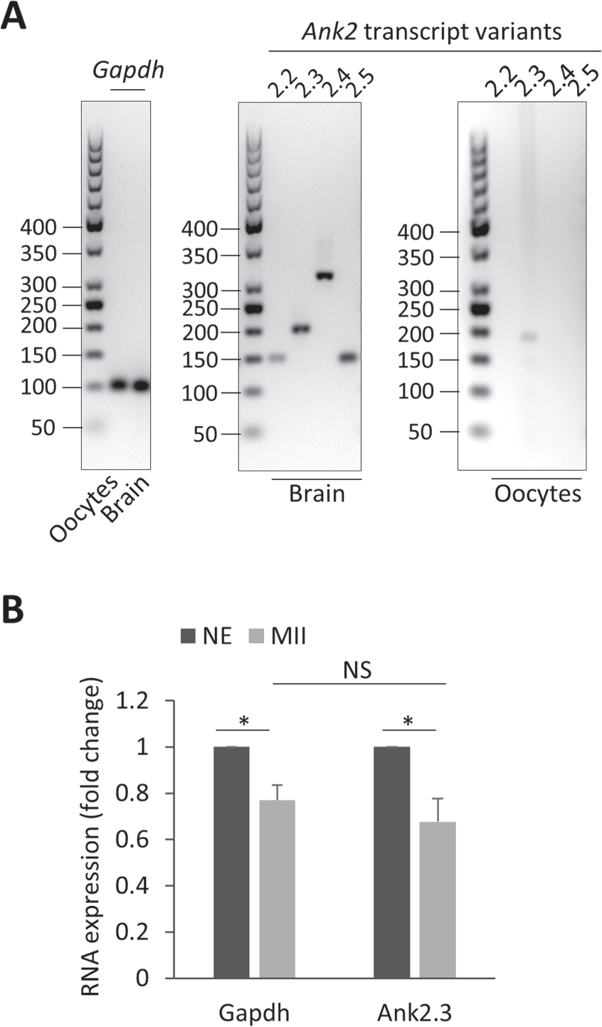 Spatio Temporal Expression Of Ank2 Promotes Cytokinesis In Oocytes Scientific Reports Spatio Temporal Expression Of Ank2 Promotes Cytokinesis In Oocytes Scientific Reports