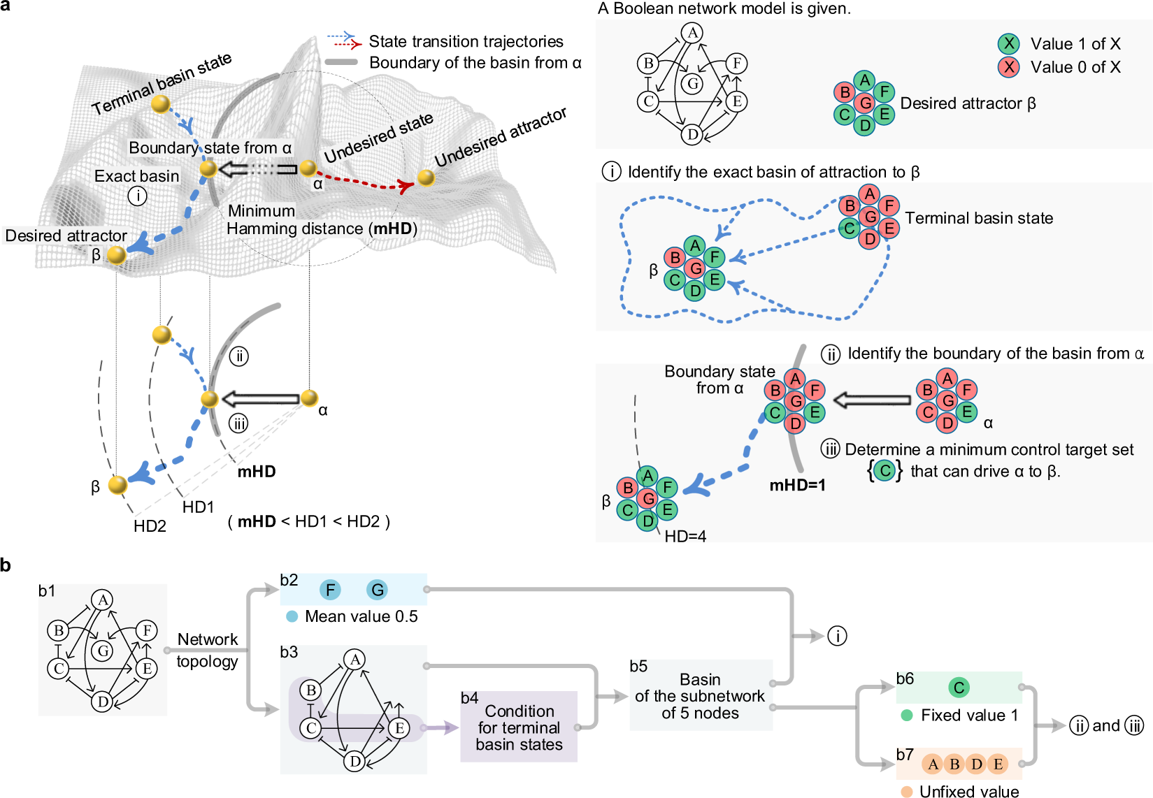 Photograph accompanying KAIST's NUDGE searches gene-network models for the smallest temporary stimulus that redirects cell fate
