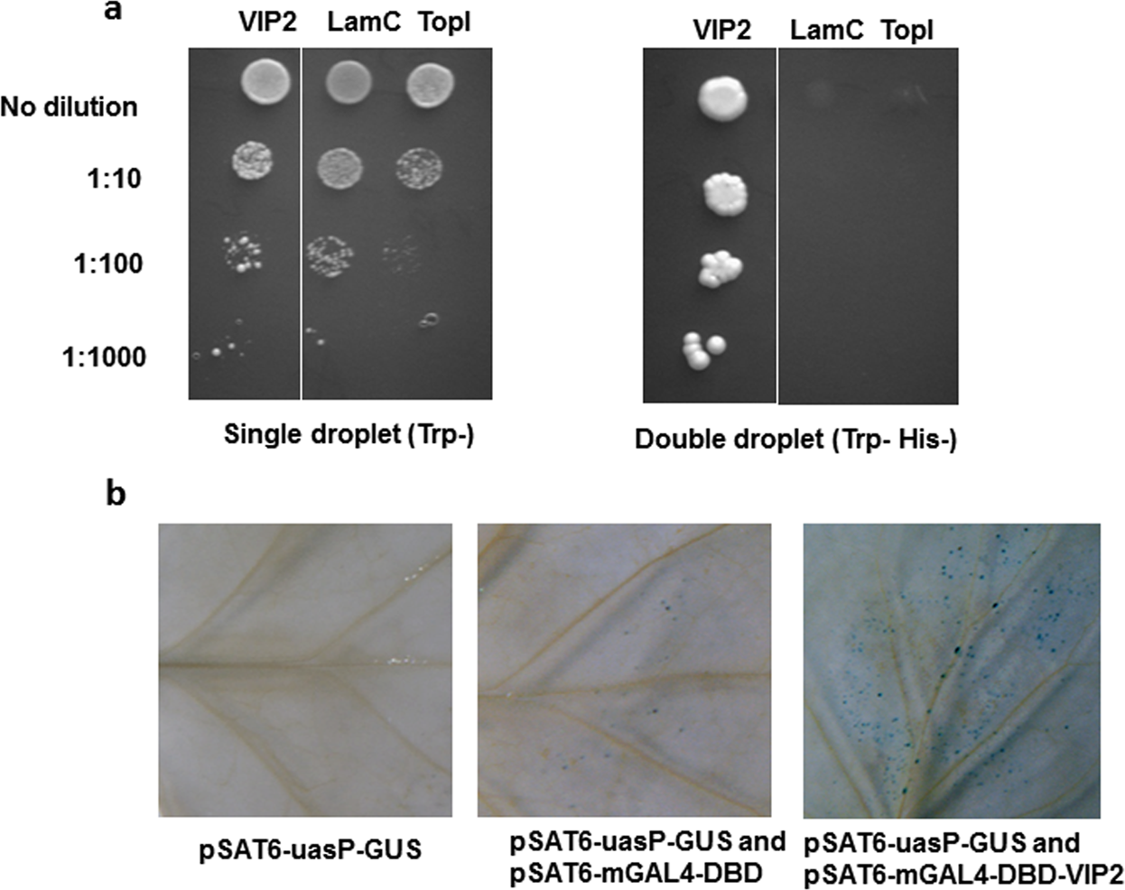 Overexpression Of Vire 2 Interacting Protein 2 In Arabidopsis