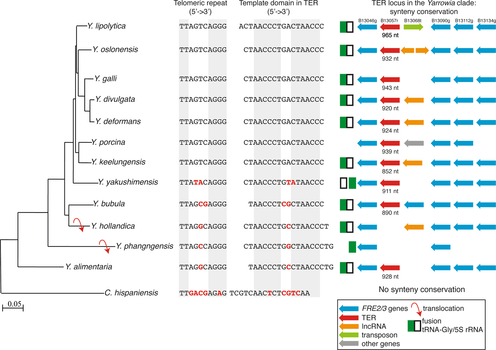 Identification Of Telomerase Rnas In Species Of The Yarrowia Clade Provides Insights Into The Co Evolution Of Telomerase Telomeric Repeats And Telomere Binding Proteins Scientific Reports Identification Of Telomerase Rnas In Species Of The Yarrowia Clade Provides Insights Into The Co Evolution Of Telomerase Telomeric Repeats And Telomere Binding Proteins Scientific Reports