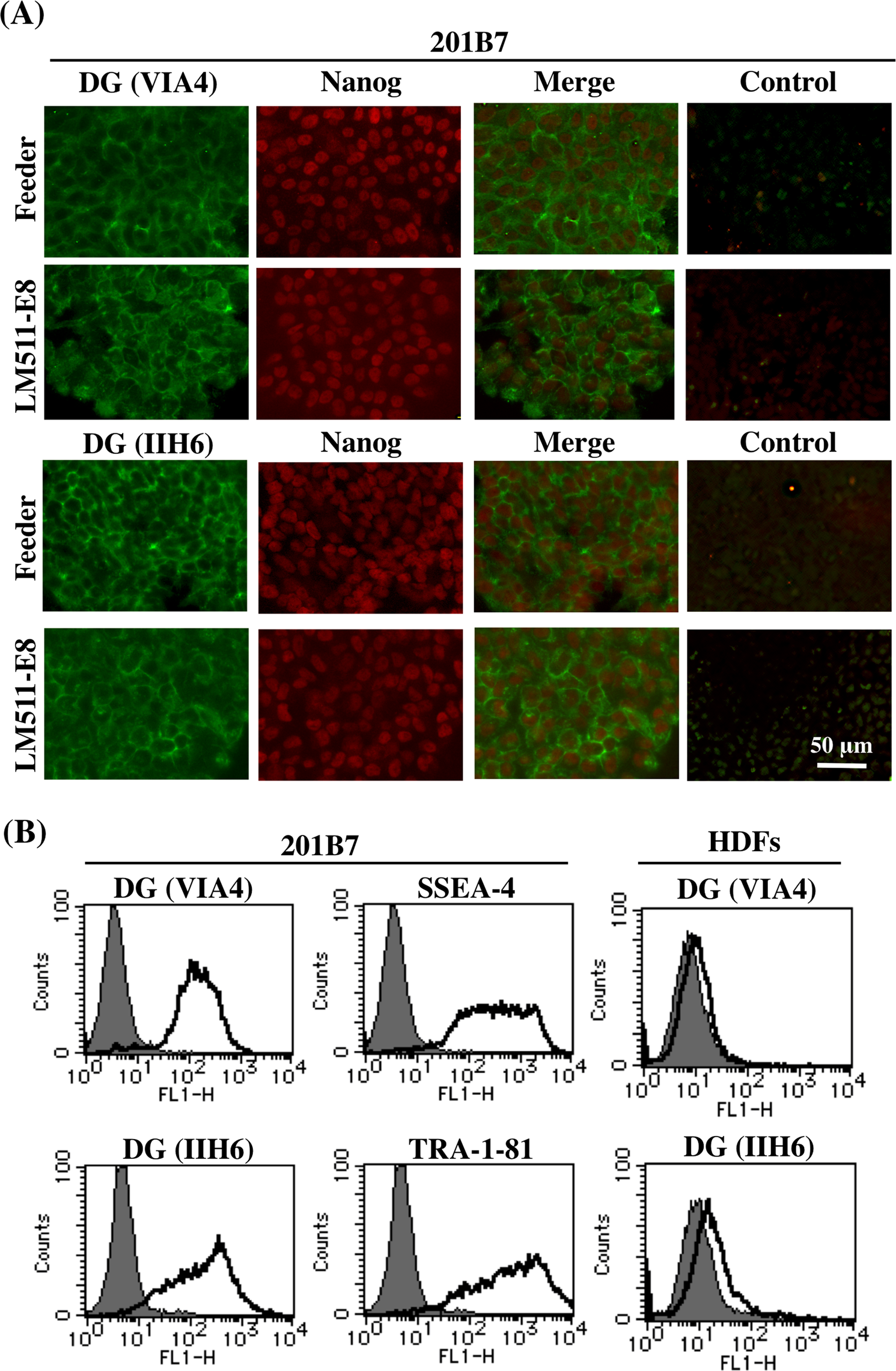 Characterization Of Dystroglycan Binding In Adhesion Of Human Induced Pluripotent Stem Cells To Laminin 511 E8 Fragment Scientific Reports