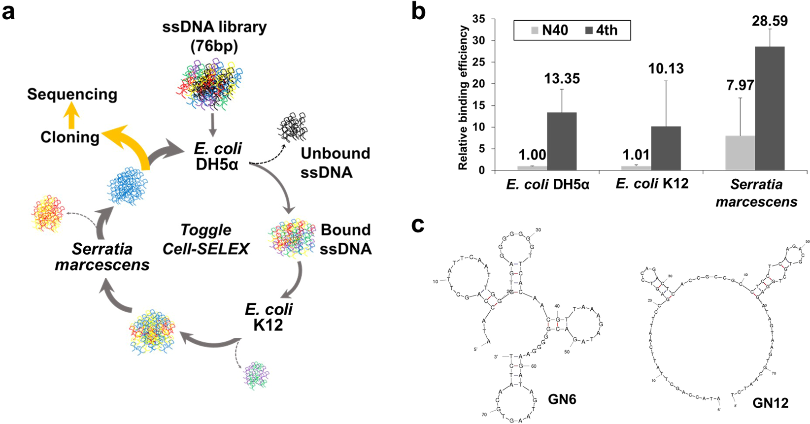 Detection of Gram-negative bacterial outer membrane vesicles using DNA  aptamers | Scientific Reports