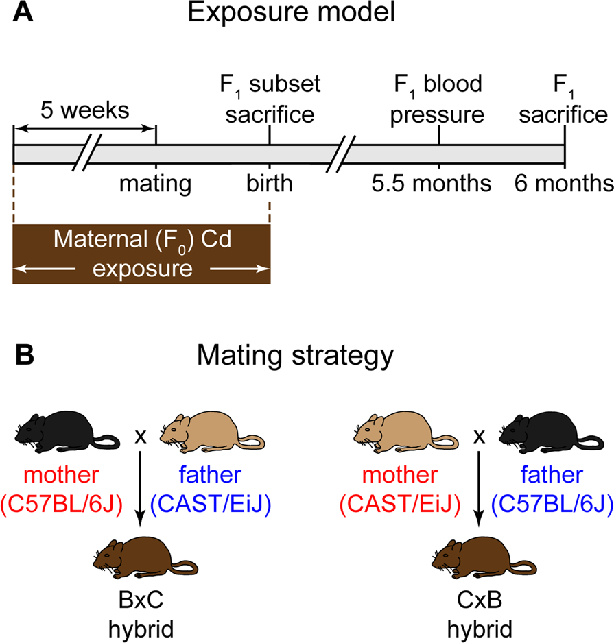Maternal cadmium exposure in the mouse leads to increased heart weight at  birth and programs susceptibility to hypertension in adulthood | Scientific  Reports