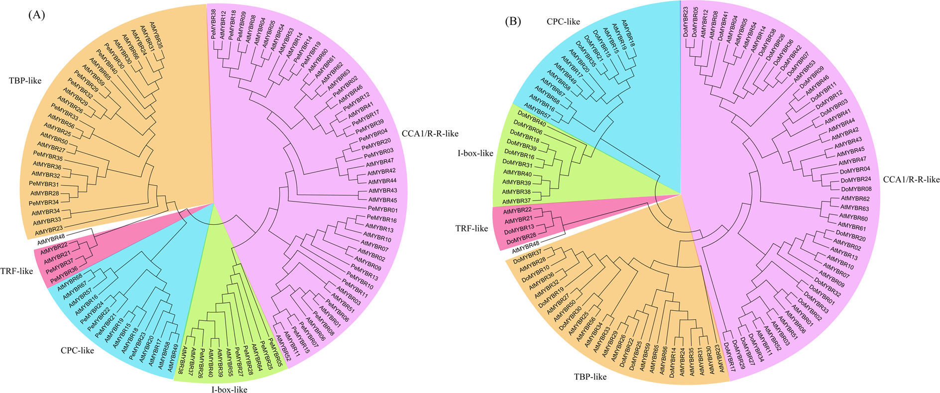 Mining Myb Transcription Factors From The Genomes Of Orchids