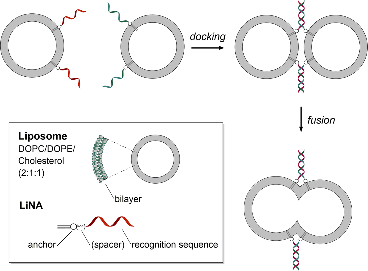 Lipidated Polyaza Crown Ethers As Membrane Anchors For Dna - 