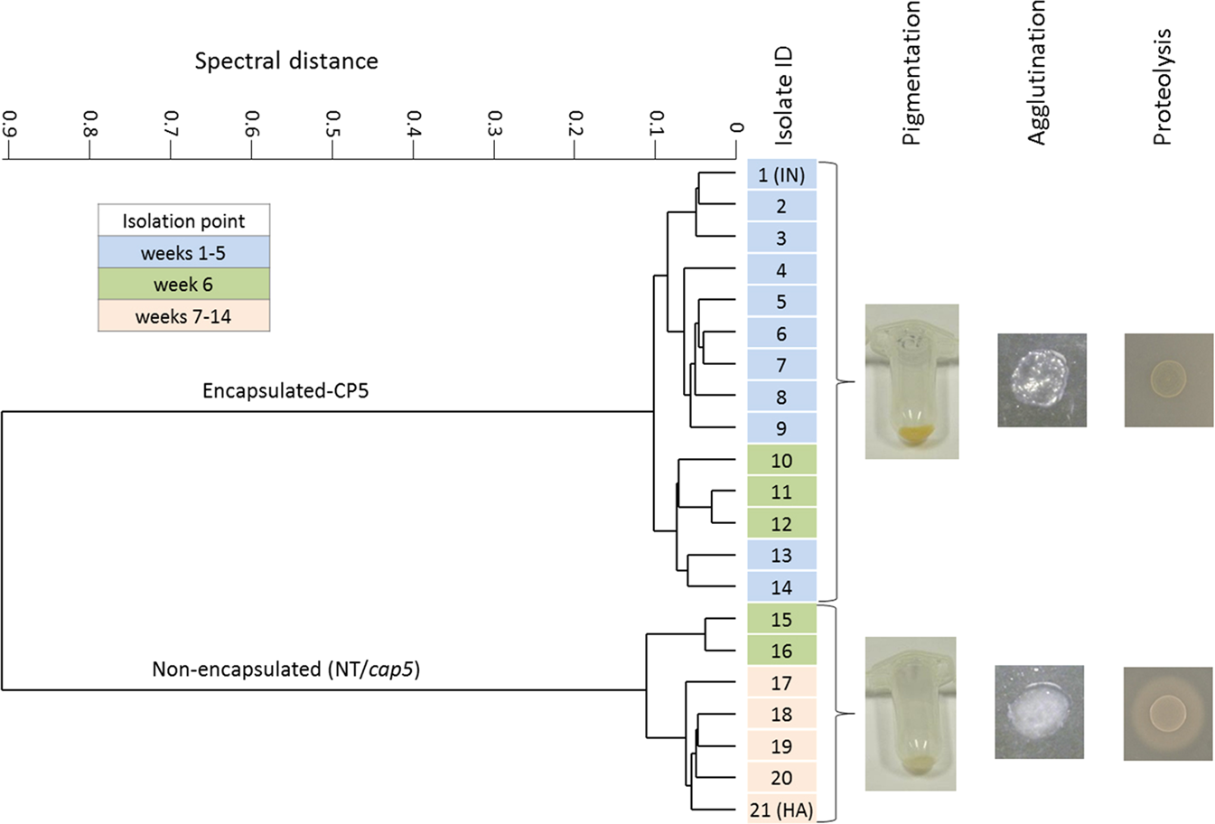 The evolution of Staphylococcus aureus