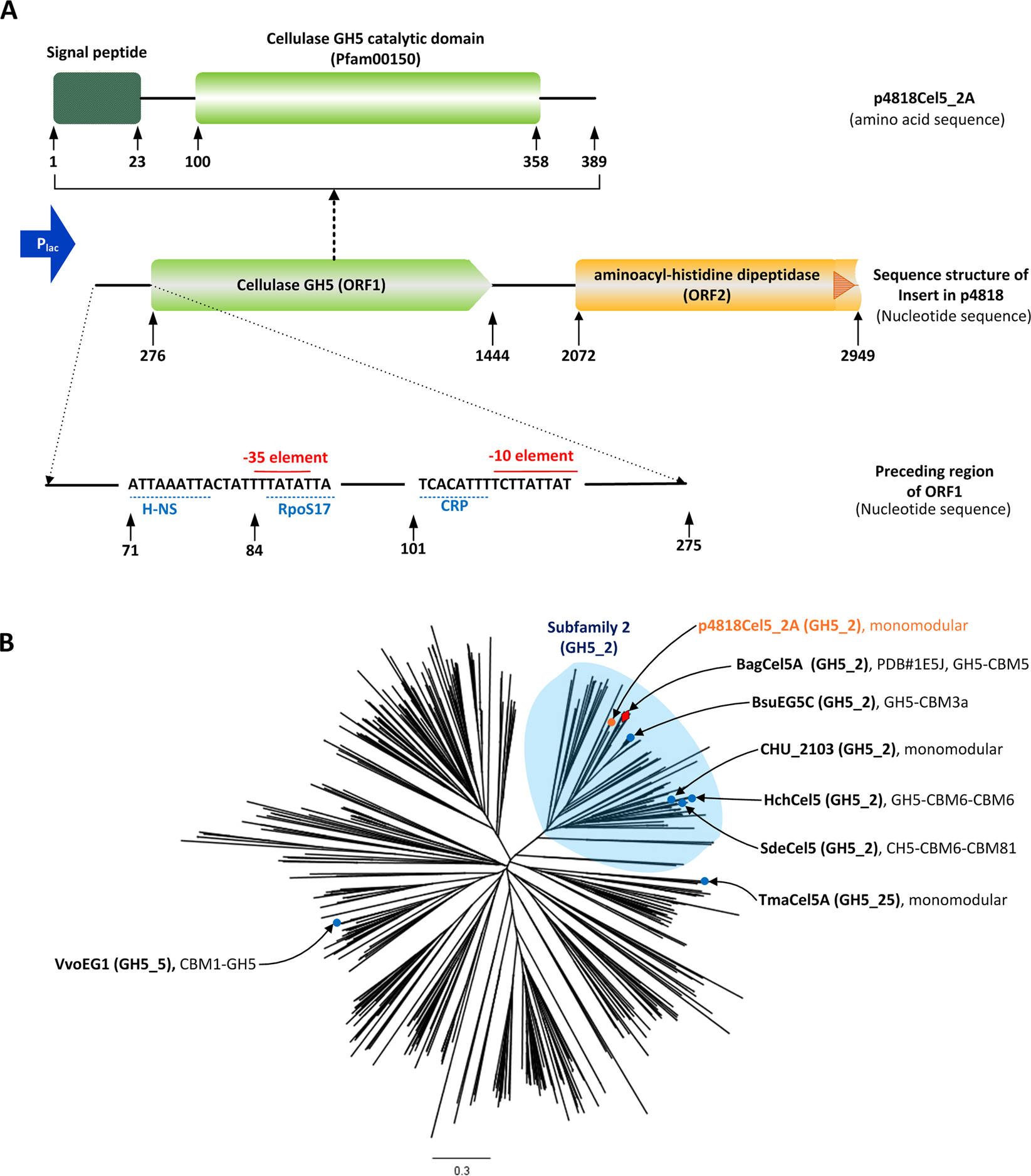 A processive endoglucanase with multi-substrate specificity is  characterized from porcine gut microbiota | Scientific Reports