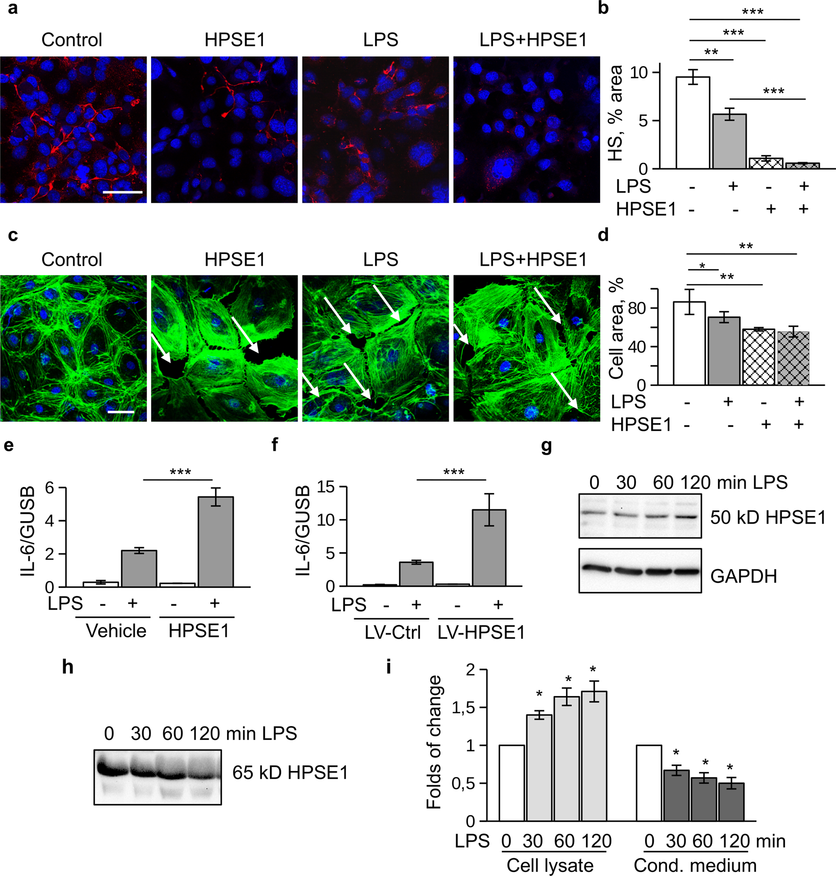 Heparanase-2 protects from LPS-mediated endothelial injury by inhibiting  TLR4 signalling | Scientific Reports