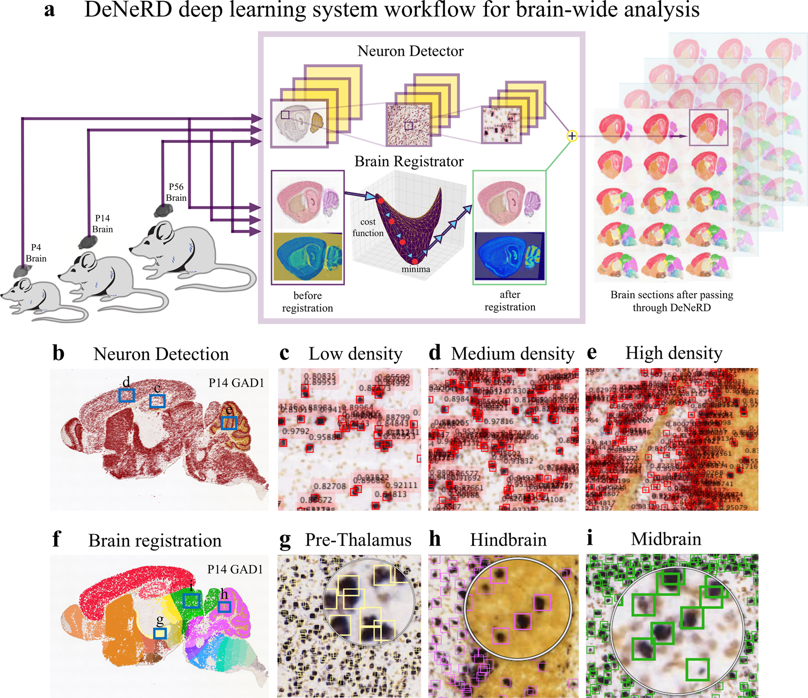 DeepSlice: rapid fully automatic registration of mouse brain imaging to a  volumetric atlas