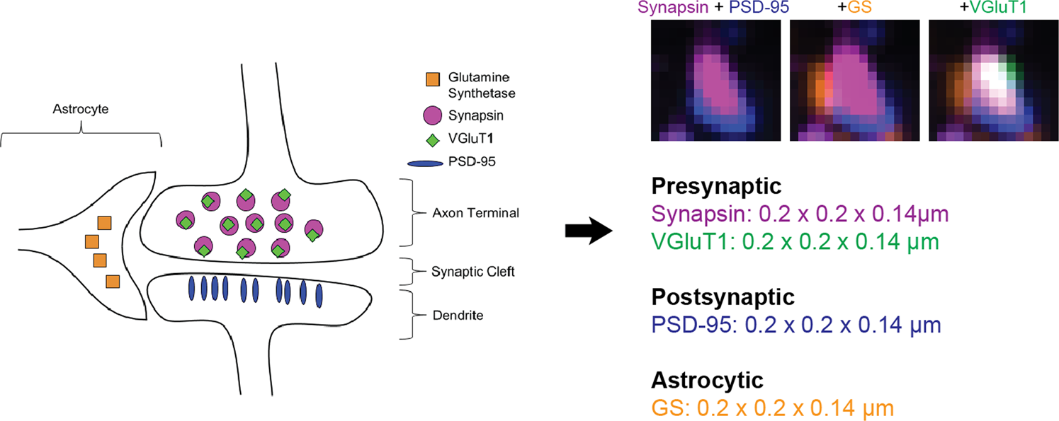 Schematic representation illustrating the astrocyte-synapse alterations