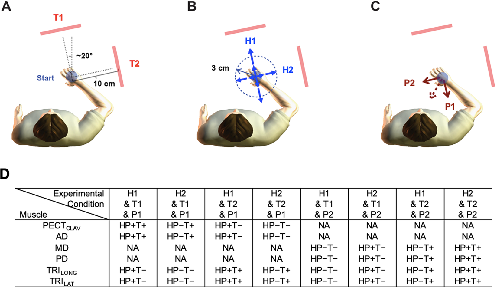 Stabilizing Stretch Reflexes Are Modulated Independently From The