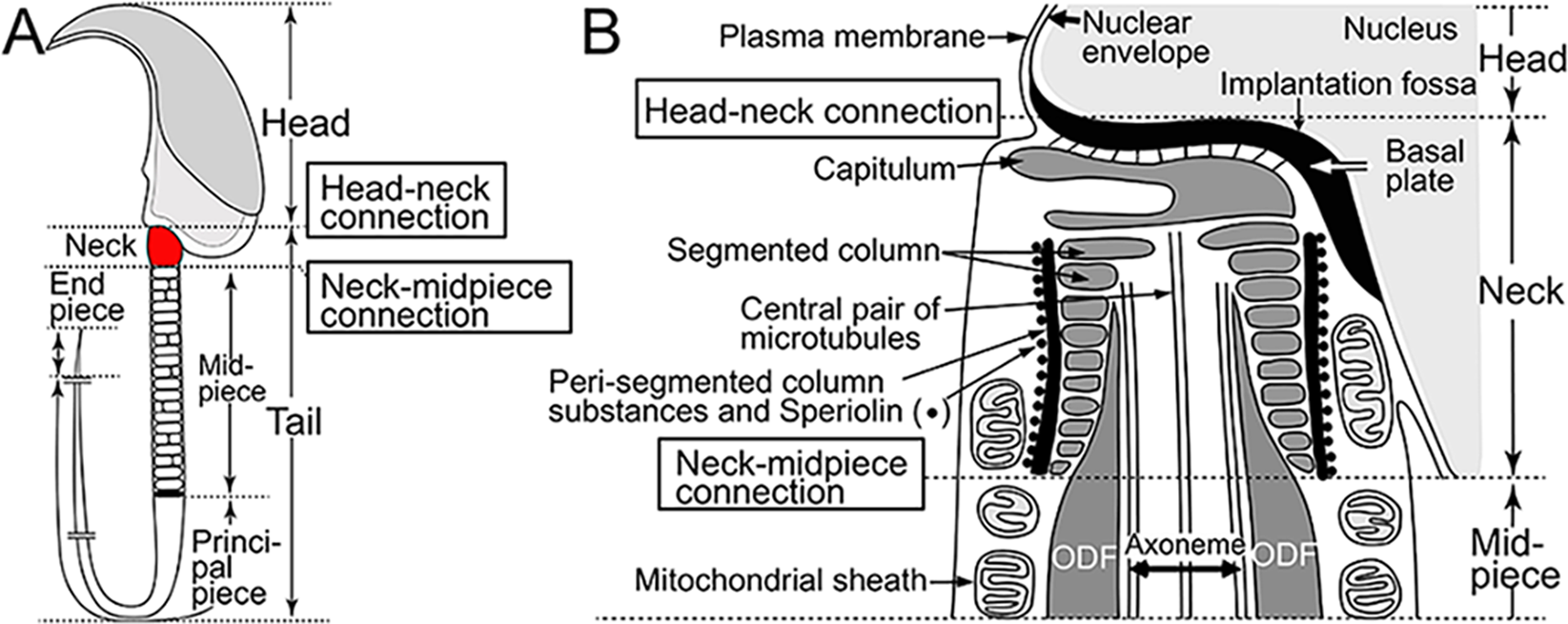 Adenylate kinase 9 is essential for sperm function and male