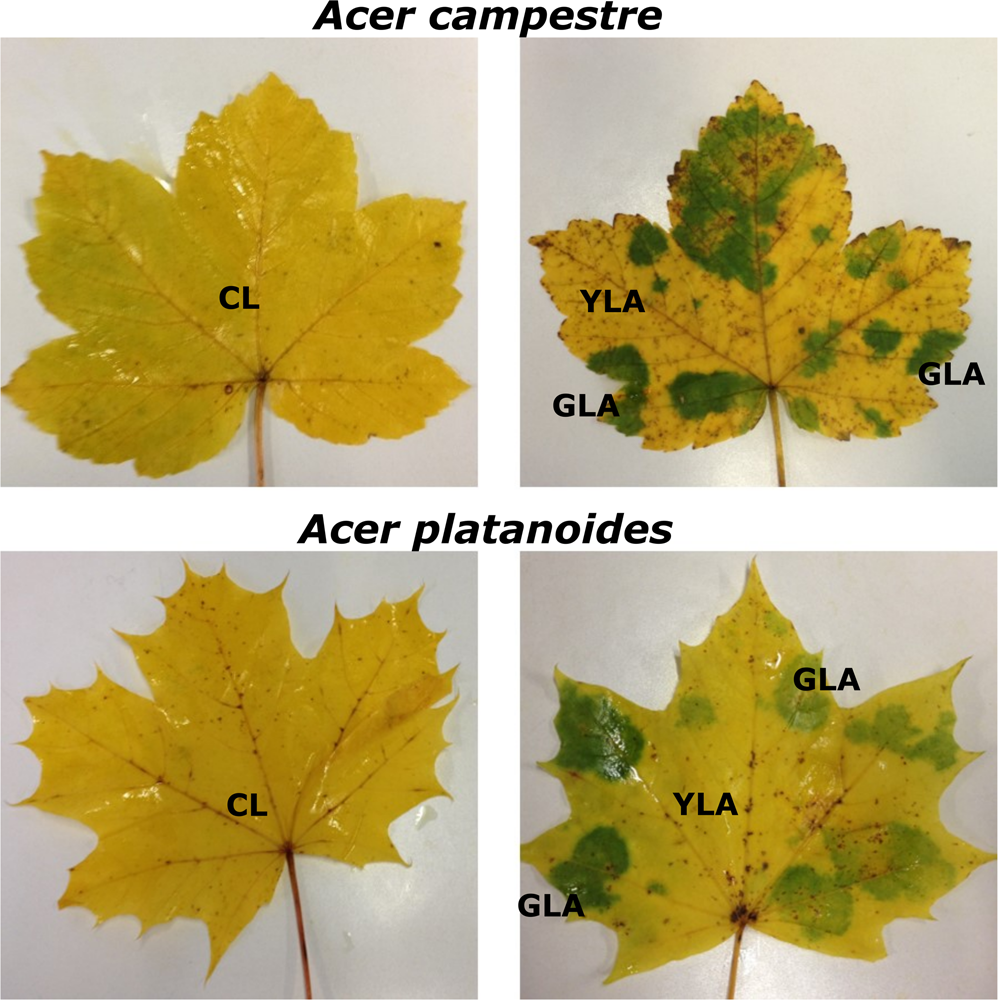 Deciphering Bacterial And Fungal Endophyte Communities In Leaves.