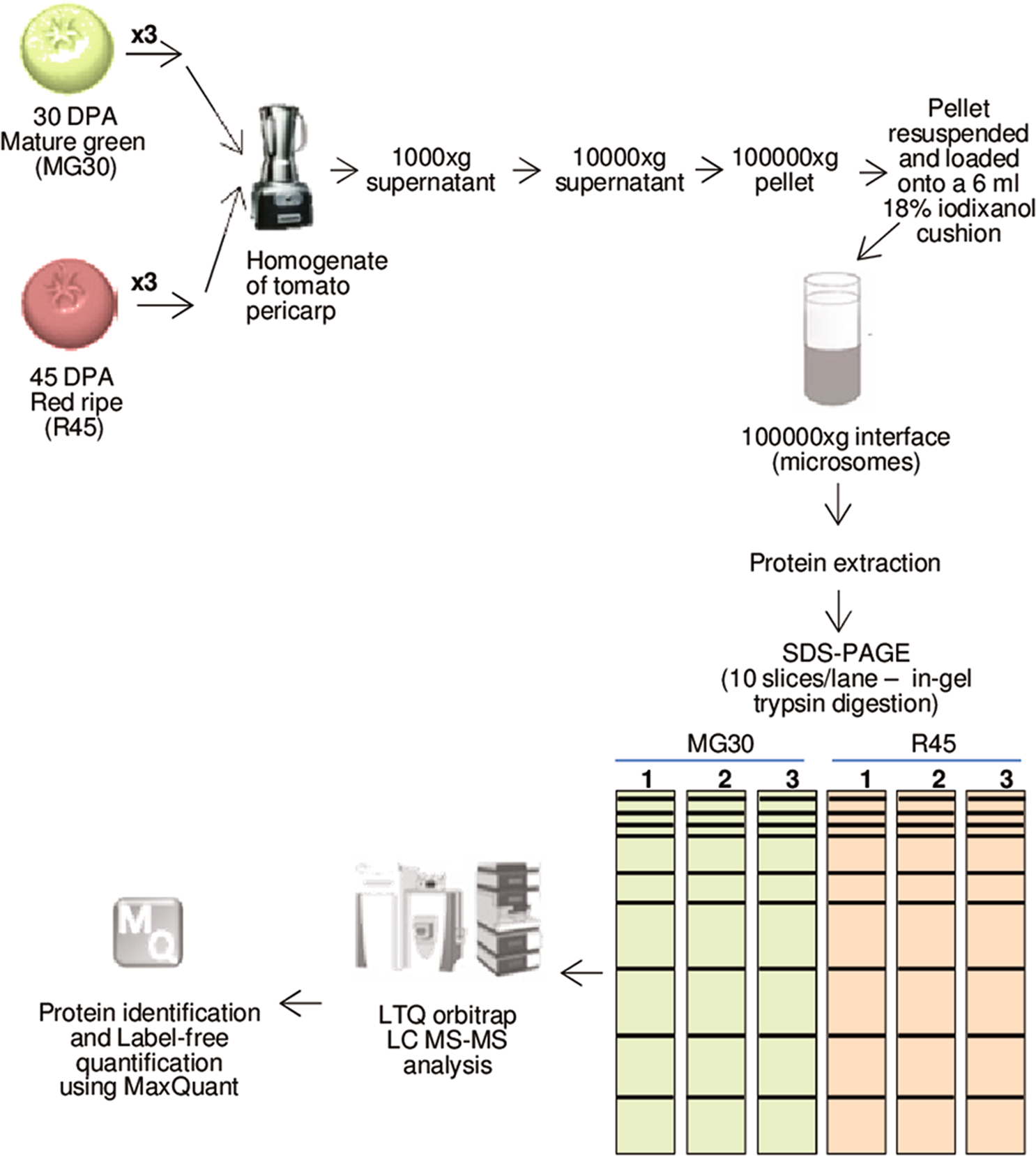 Changes In The Microsomal Proteome Of Tomato Fruit During - 