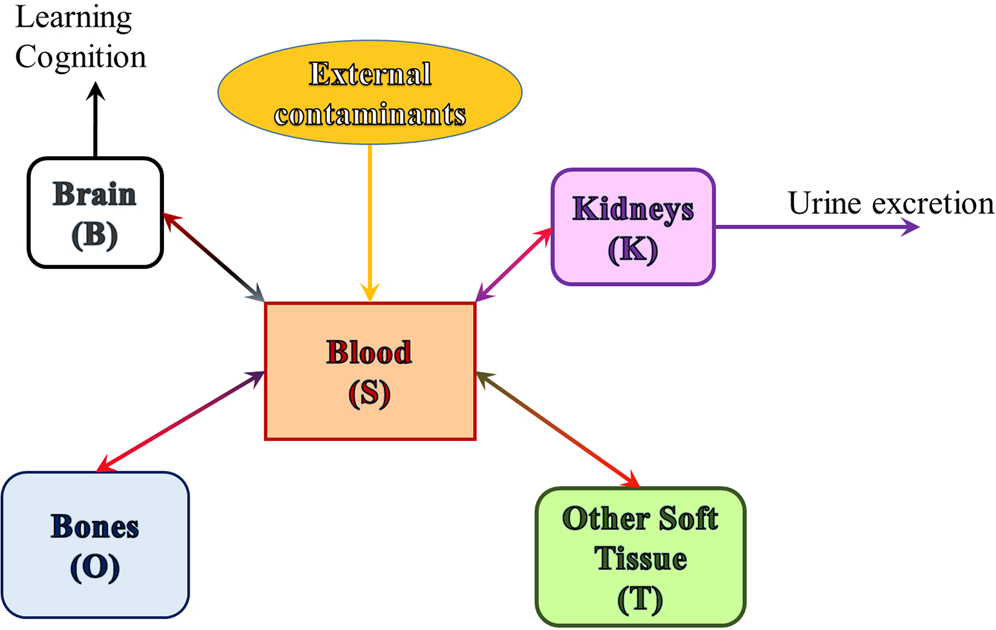 A Pharmacokinetic Model Of Lead Absorption And Calcium