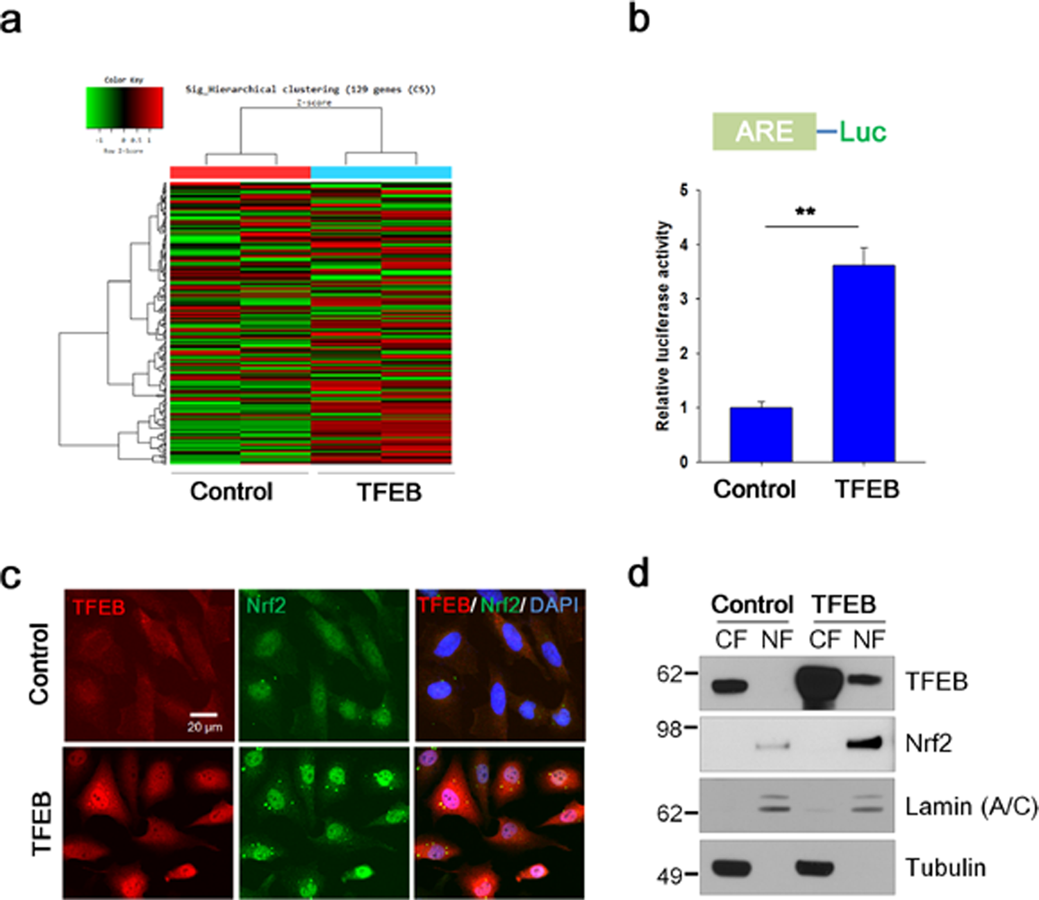 Tfeb Activates Nrf2 By Repressing Its E3 Ubiquitin Ligase