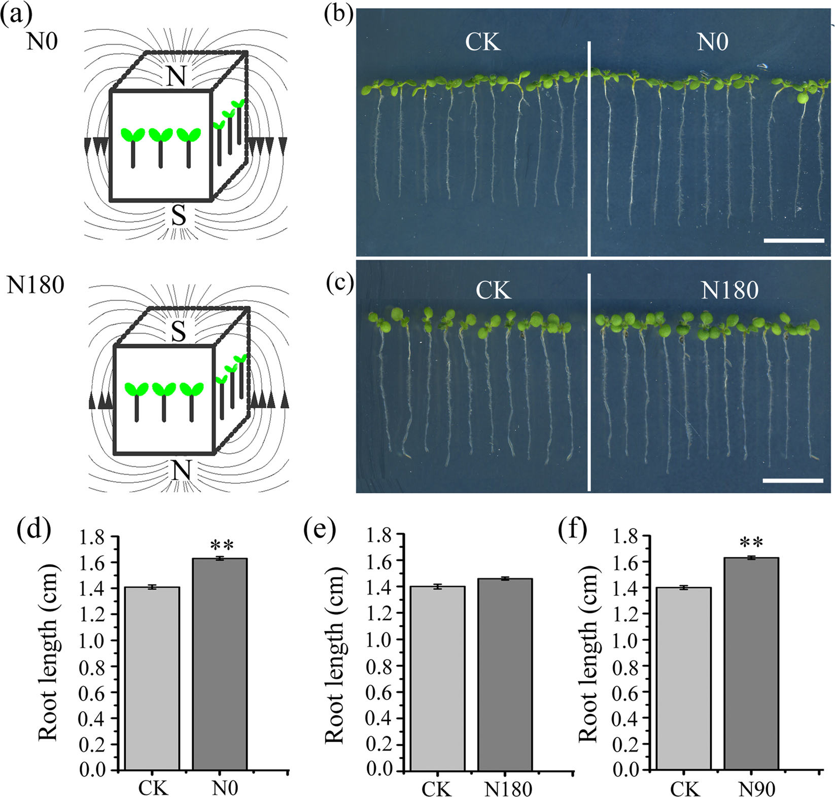 Static Magnetic Field Regulates Arabidopsis Root Growth Via