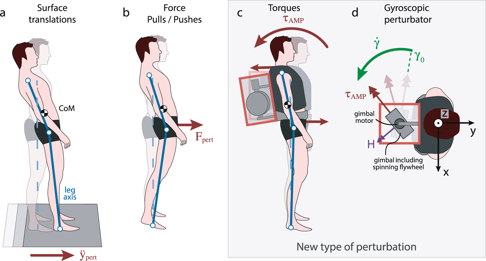 Muscles attaching the upper limb to the trunk – Human Kinetics