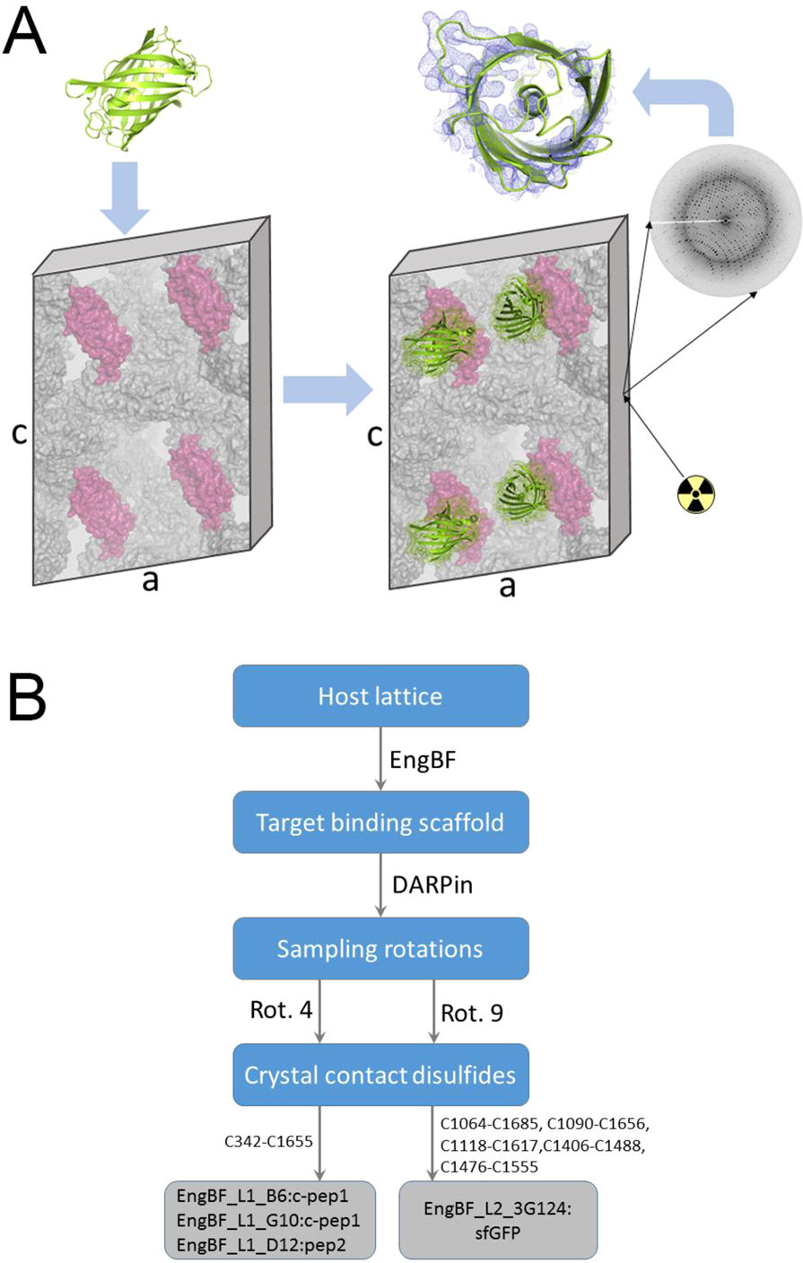 Structural Analysis Of Biological Targets By Host Guest Crystal Lattice Engineering Scientific Reports