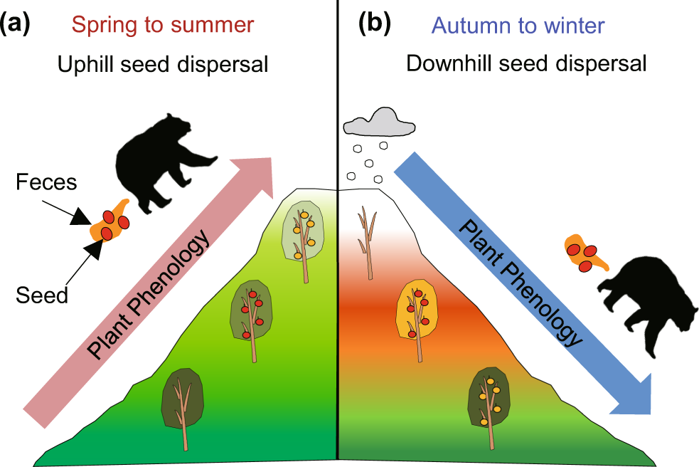 Downhill seed dispersal by temperate mammals: a potential threat to plant  escape from global warming | Scientific Reports