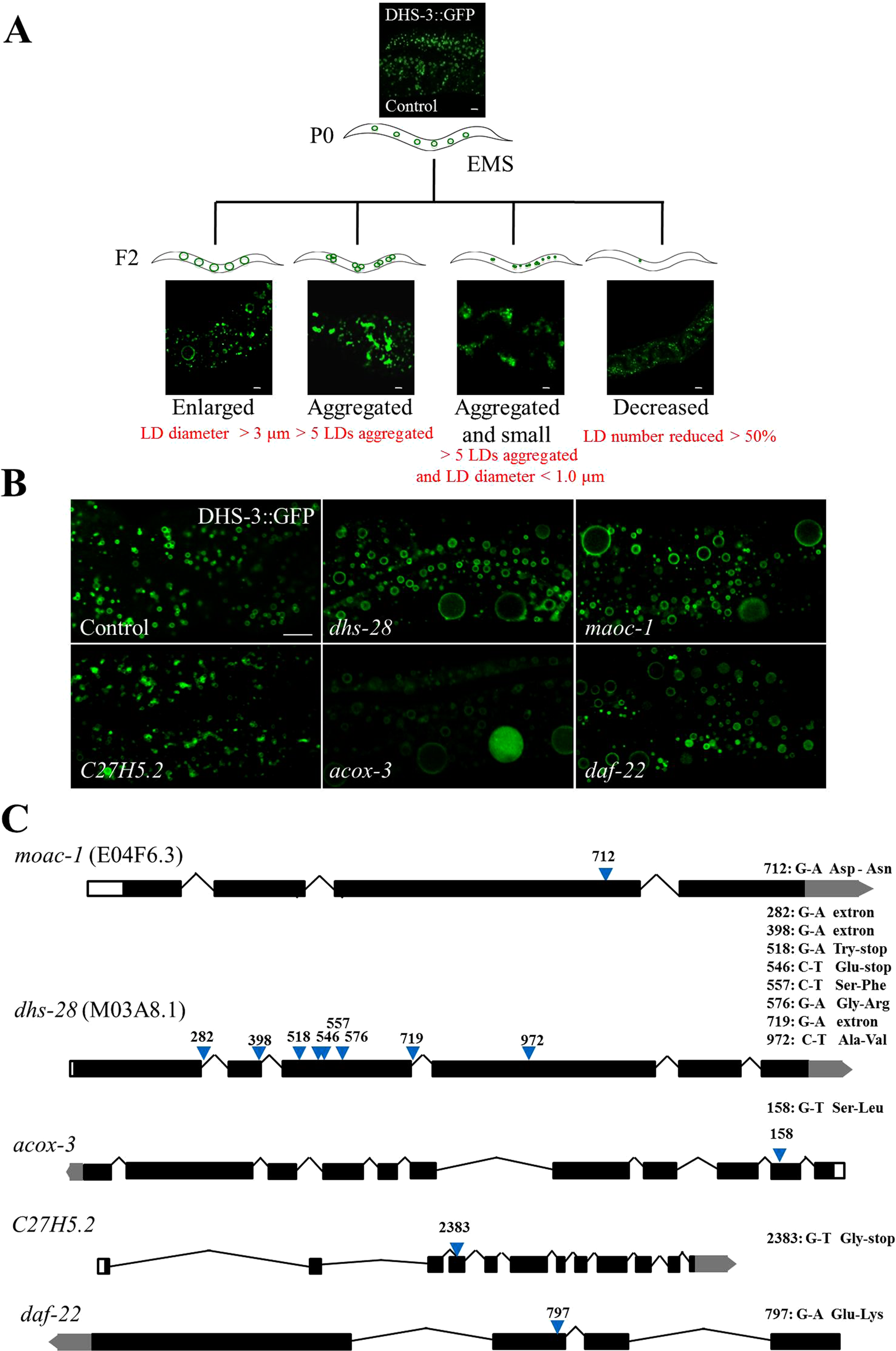 MDT-28/PLIN-1 mediates lipid droplet-microtubule interaction via DLC-1 in  Caenorhabditis elegans | Scientific Reports
