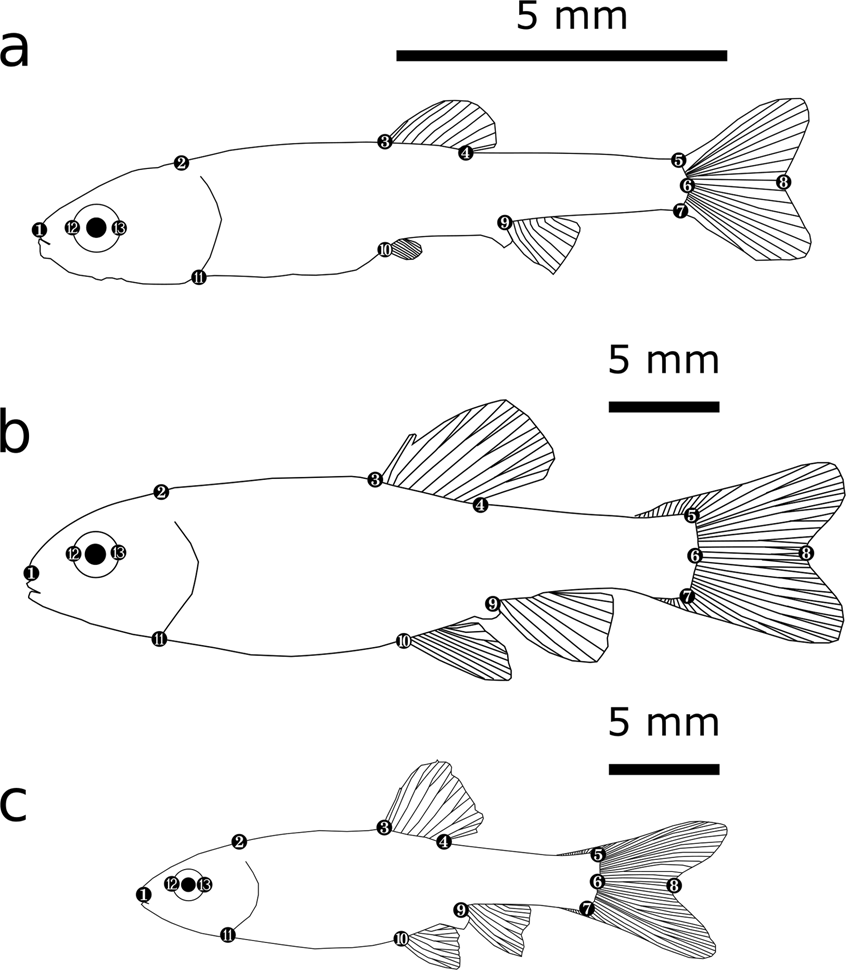 Predation risk induces age- and sex-specific morphological plastic