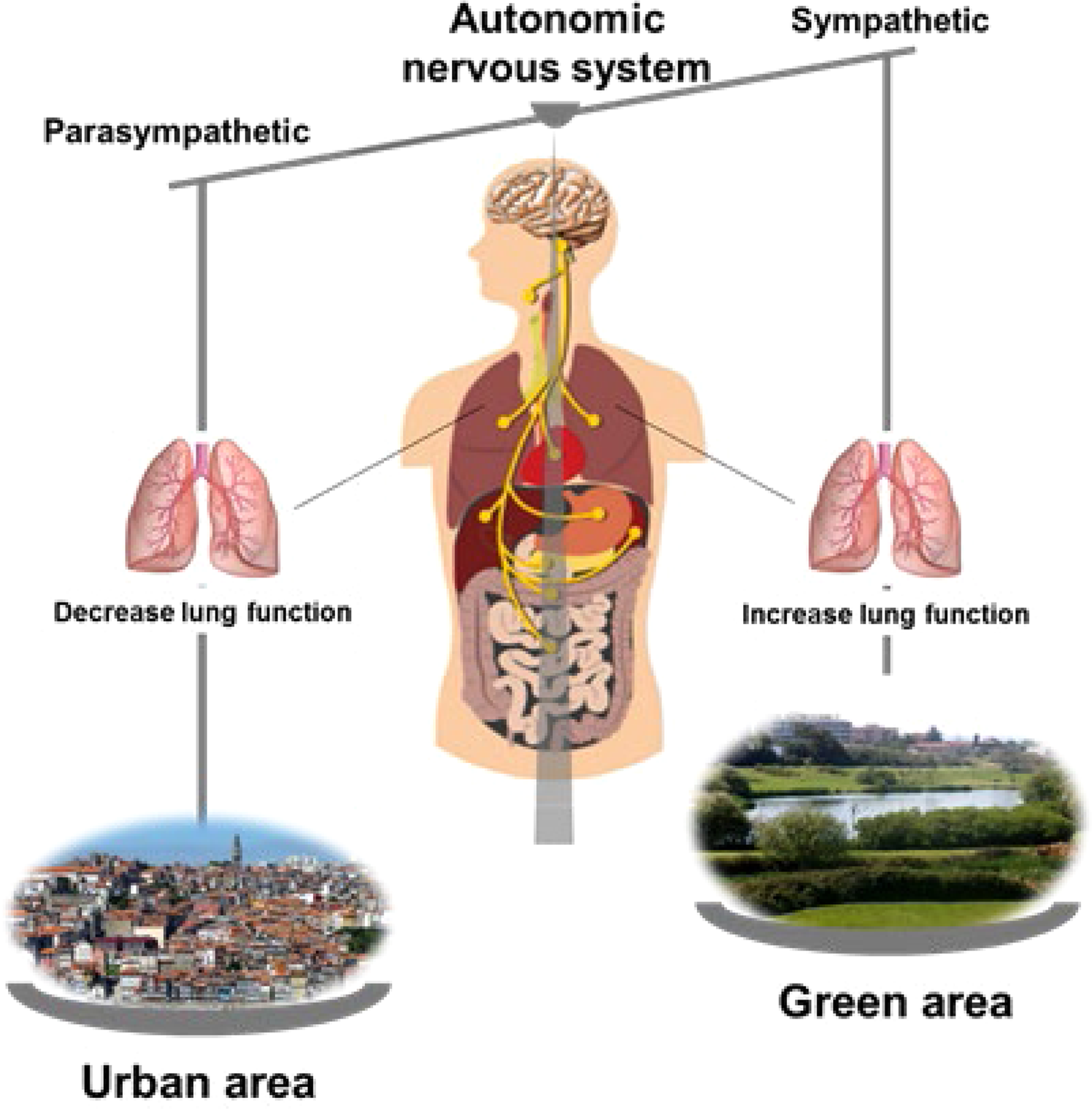 School environment associates with lung function and autonomic nervous  system activity in children: a cross-sectional study | Scientific Reports