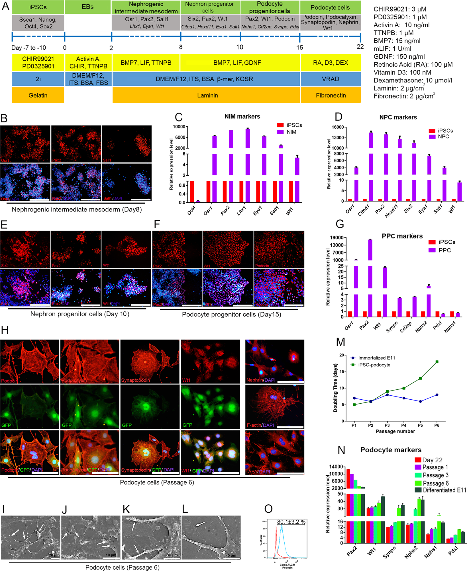 Ie Adept Line of sight RETRACTED ARTICLE: Transplantation of Mouse Induced Pluripotent Stem  Cell-Derived Podocytes in a Mouse Model of Membranous Nephropathy  Attenuates Proteinuria | Scientific Reports
