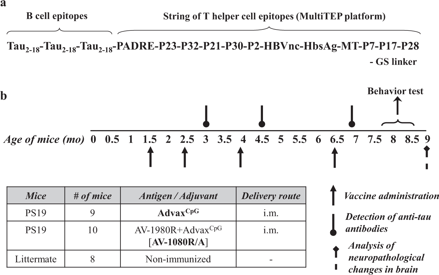 A Multitep Platform Based Epitope Vaccine Targeting The Phosphatase Activating Domain Pad Of Tau Therapeutic Efficacy In Ps19 Mice Scientific Reports