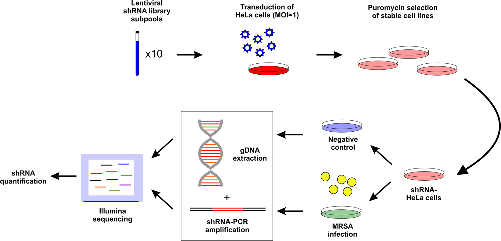 Frontiers  Selective Host Cell Death by Staphylococcus aureus: A Strategy  for Bacterial Persistence