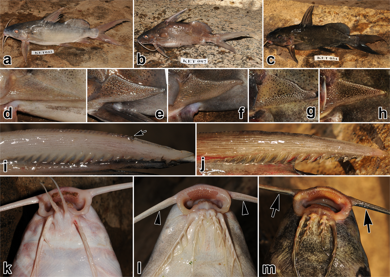 From taxonomic deflation to newly detected cryptic species: Hidden  diversity in a widespread African squeaker catfish